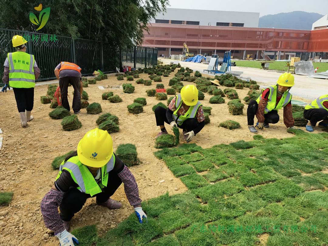 九游會(huì)J9園林綠化公司工人鋪草皮